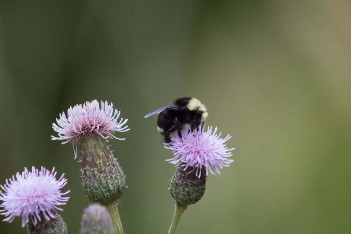 Native New Hampshire bumblebee pollinating purple wildflower supporting endangered species protection