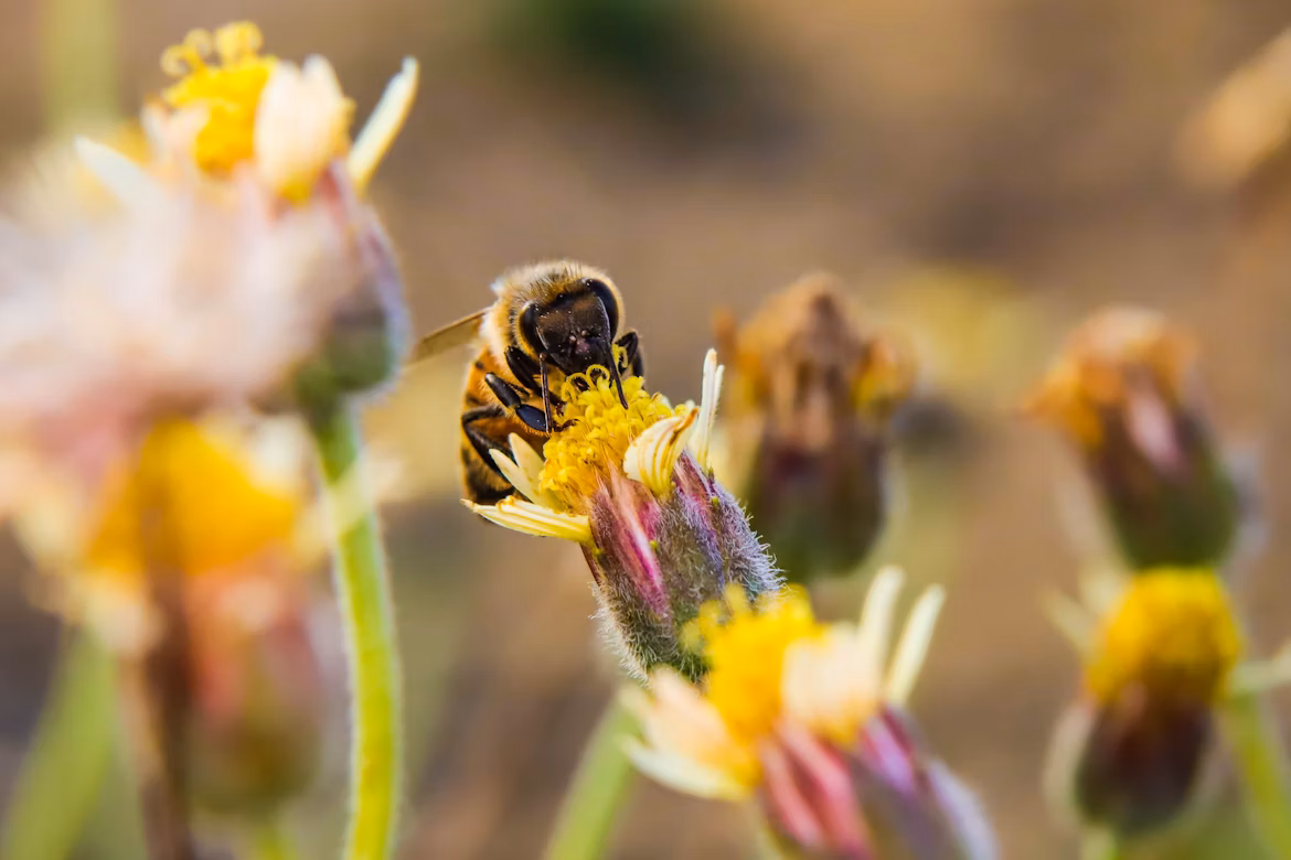 Native New Hampshire wasp pollinator feeding on yellow daisy in natural habitat